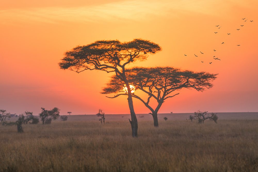 Serengeti National Park sunset with acacia treesjpg